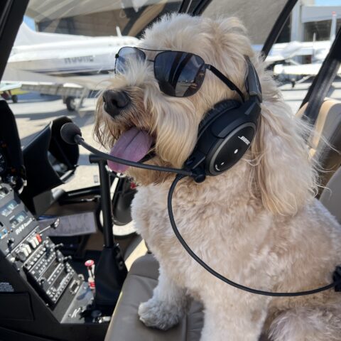 Dog on a Helicopter in Miami
